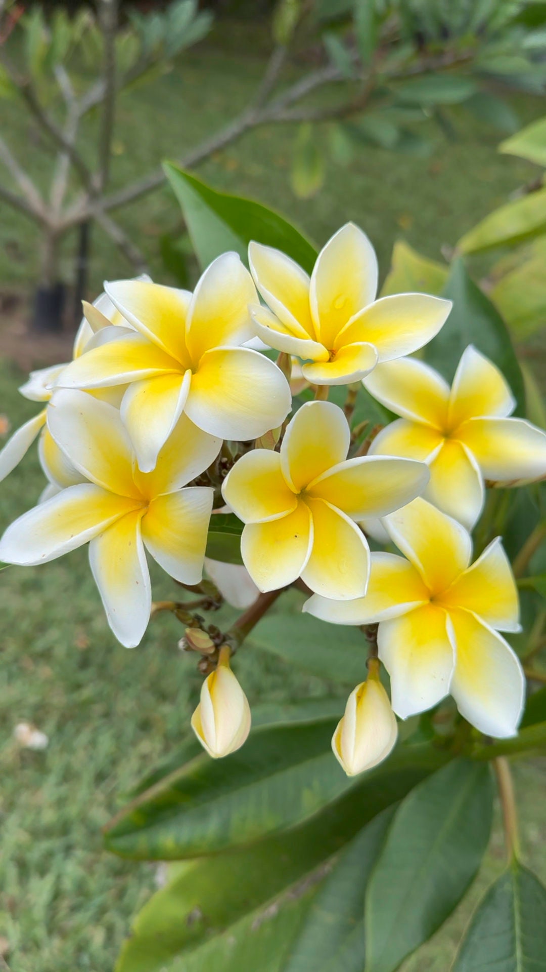 Celadine Plumeria - ROOTED, Hardy & Fragrant Tropical Plant - Perfect for Gardens - Fast FREE Shipping - Limited Supply, Order Today!