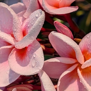 Chompoo Orathai ROOTED/GRAFTED - Exotic Live Thailand Plant - A Genuine Beauty - Fast FREE Shipping - From The Potted Plumeria Nursery