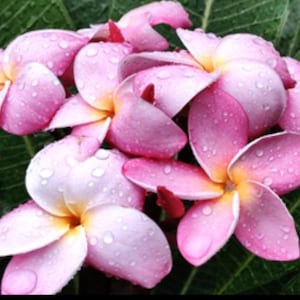 Chompoo Bannakarn ROOTED/GRAFTED - Exotic Live Tropical Plant - A Genuine Beauty - Fast FREE Shipping - From The Potted Plumeria Nursery