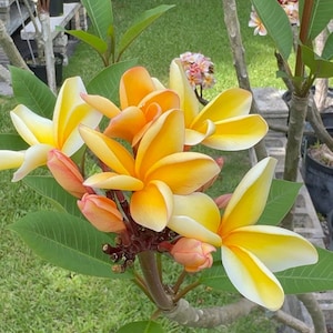 Kaleinani Plumeria - XL ROOTED, Hardy & Fragrant Tropical Plant - Perfect for Gardens - Fast FREE Shipping - Limited Supply, Order Today!