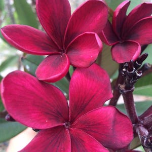 May include: Close-up of vibrant, deep red plumeria flowers. The petals have a velvety texture with darker veins, creating a striking contrast. The flowers are in full bloom, showcasing their intricate details and rich color. Green leaves provide a natural backdrop.