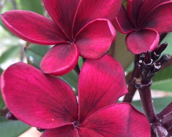 ROOTED - New Red Bordeaux Plumeria | Rare South American Variety | Deep Red Blooms | Tropical Beauty | Fast FREE Shipping from Florida