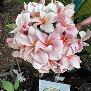 Rung Sirichok Plumeria ROOTED /Grafted -Exotic Tropical Plant - A Rare Variety, Hard to Find - Fast FREE Shipping - Limited, Order Today