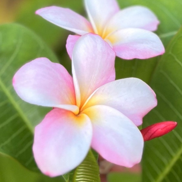 ROOTED Plumeria / Courtade Pink * FREE Shipping