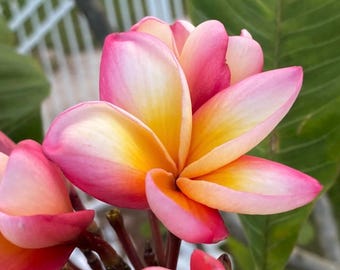 Gloria Schmidt Plumeria Plant – Multicolor Frangipani, Tropical Tree