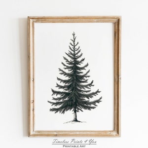 Christmas Tree Vintage Print, Fir Tree Print, Pine Tree Antique Print, Christmas Tree Painting, Vintage Fir Botanical Sketch