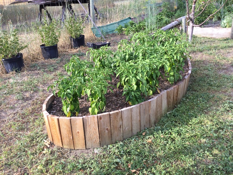 Raised Cedar Garden Bed , No Tools Needed, Setup or Taken Down in 60