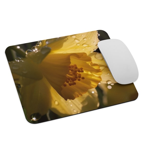 Golden Daffodil Blossom