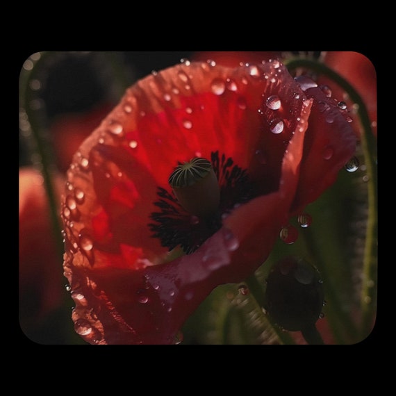 Poppy Perfection