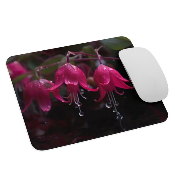 Beauty of Fuchsia