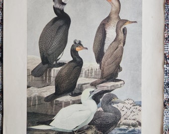 The State Of NY State Museum Birds Of NY Individual Plate #9 Common Cormorant Double-Crested Cormorant Gannet