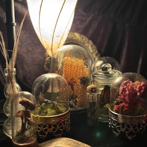 MYSTERY Oddity Box  (Display Jars/Domes)