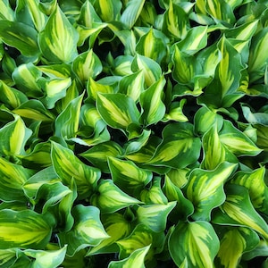May include: Close-up of lush green and yellow variegated hosta leaves. The leaves have a vibrant mix of green and yellow, creating a striking contrast. The image showcases the natural beauty and texture of the plant, with each leaf displaying unique patterns.