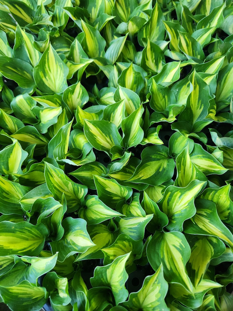 May include: Close-up of lush green and yellow variegated hosta leaves. The leaves have a vibrant mix of green and yellow, creating a striking contrast. The image showcases the natural beauty and texture of the plant, with each leaf displaying unique patterns.