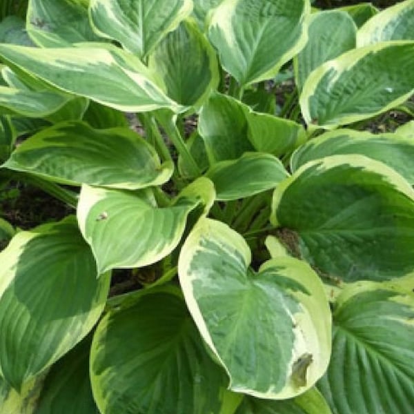 Hosta Liner Blazing Saddles shade perennial LINER, plug