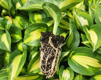 Dream Queen Hosta Liner | Blue & White Variegated Hosta | Starter Plant | Shade Perennial | Live Bare Root Hosta