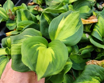 Hosta Vulcan Liner Plug – White Variegated Shade Hosta Starter Plant – Hardy Perennial Shade Garden Plant