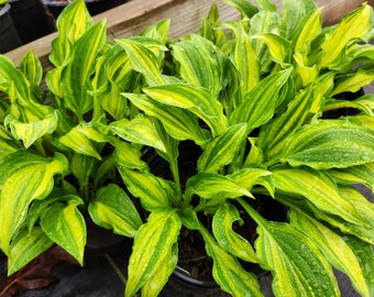 Hosta Streakin’ in Ohio (OS)  shade plant perennial