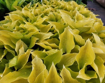 Hosta Fire Island shade perennial quart red petioles lavender