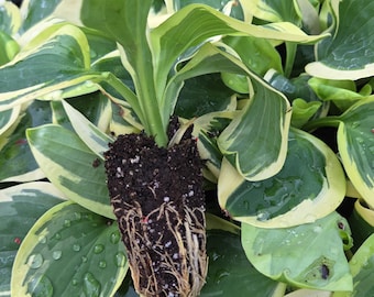 Hosta Brim Cup Starter Plant | Shade Perennial | Blue Green Leaves with Cream Margins | Hardy Hosta | Garden Plant