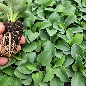 May include: A close-up of a small plant with green leaves and visible roots held in a person's hand. The plant is surrounded by other similar plants with green leaves. The leaves have a slight curl and a smooth texture.
