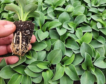 Hosta Blue Mouse Ears Liner Plant – Mini Blue Hosta – Shade Perennial – Small Hosta Plant – Fairy Garden Hosta – Shade Garden Plant