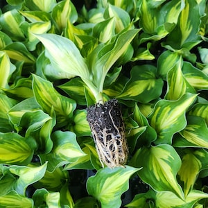 May include: A close-up shot of a Hosta plant with green and yellow variegated leaves. The plant is partially uprooted, revealing its root system. The leaves are large and heart-shaped, with a vibrant color contrast. The background is filled with similar plants.