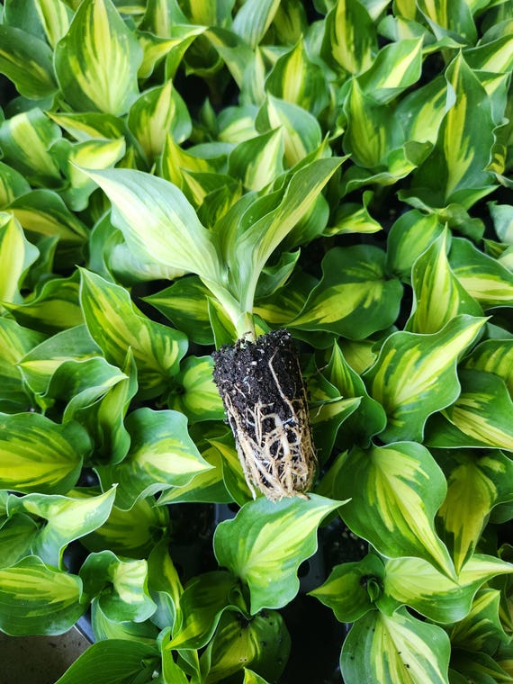 Lakeside Paisley Print Hosta Liner – Rare Variegated Shade Perennial – Blue Green with Cream Streaking