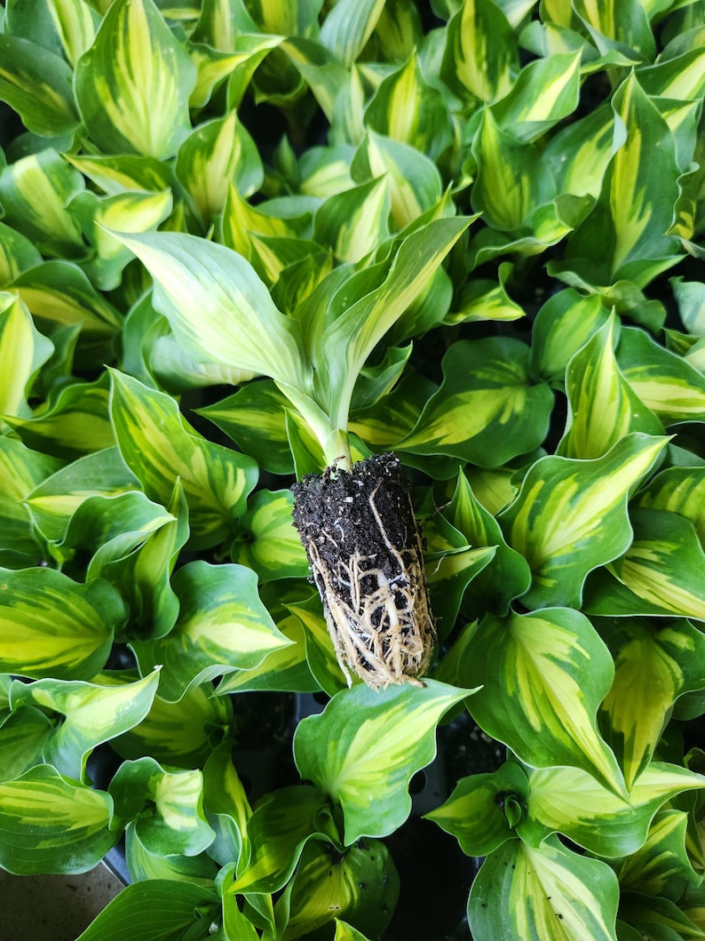 May include: A close-up shot of a Hosta plant with green and yellow variegated leaves. The plant is partially uprooted, revealing its root system. The leaves are large and heart-shaped, with a vibrant color contrast. The background is filled with similar plants.