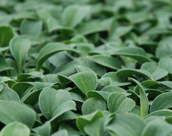 Hosta, Blue Mouse Ears shade perennial quart