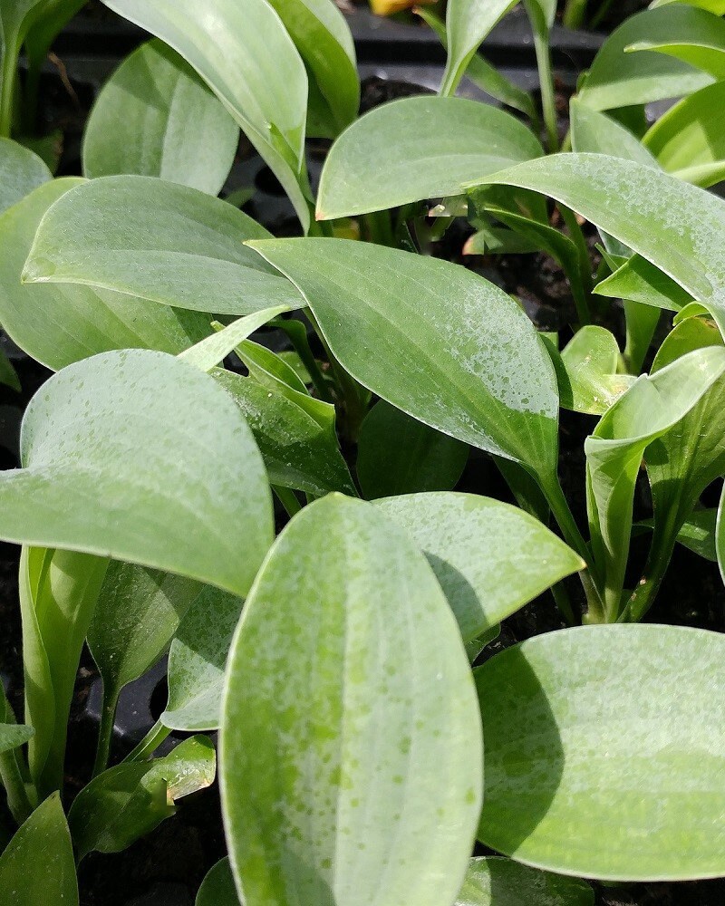 Hosta Liner Halcyon Shade Perennial LINER, Plug Etsy