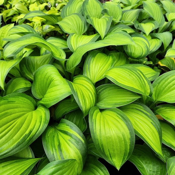 Hosta Plants Etsy