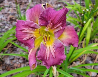 Daylily Michael’s Sword single fan full sun perennial