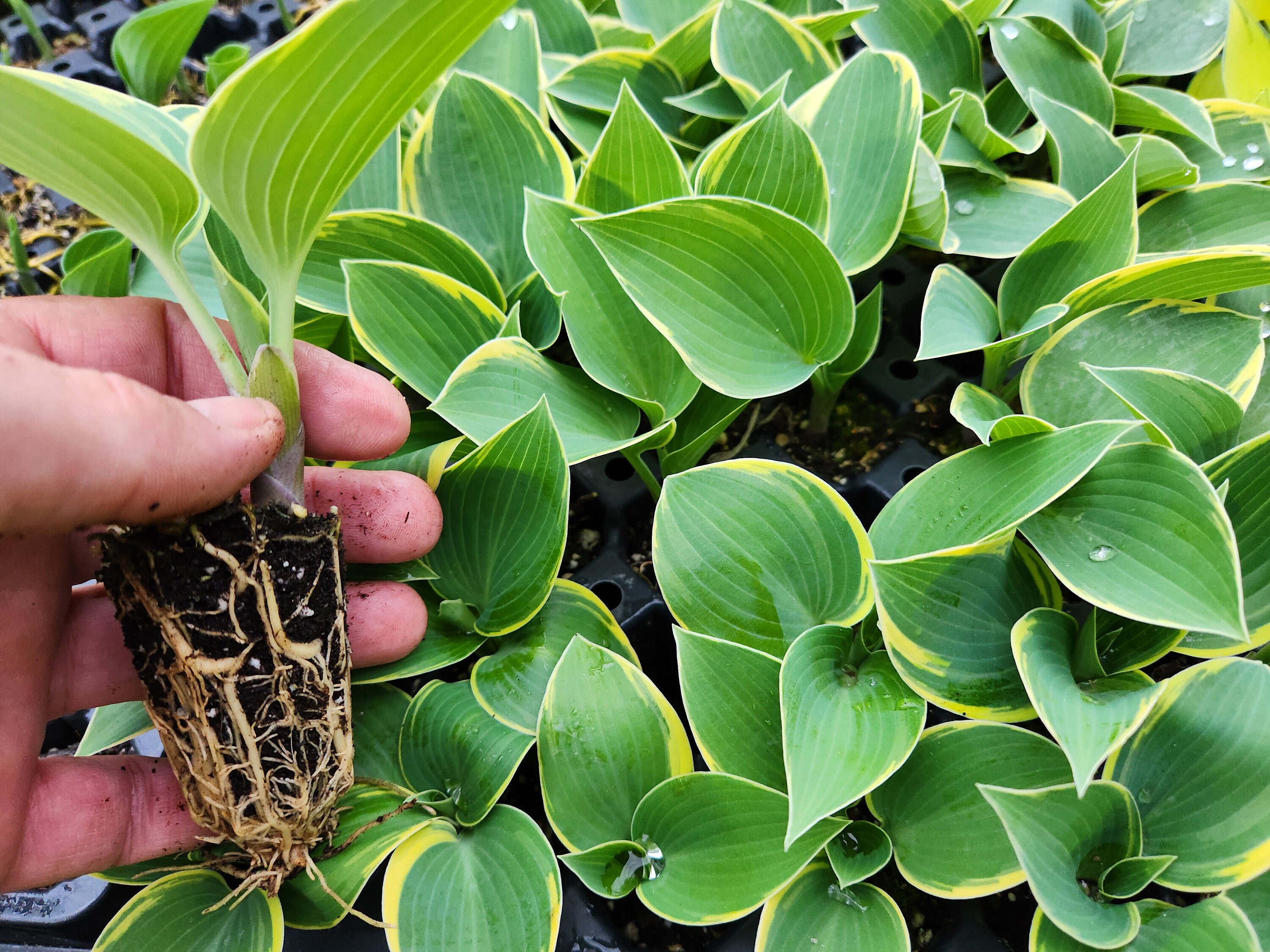 Hosta Liner First Frost Shade Perennial LINER, Plug Etsy