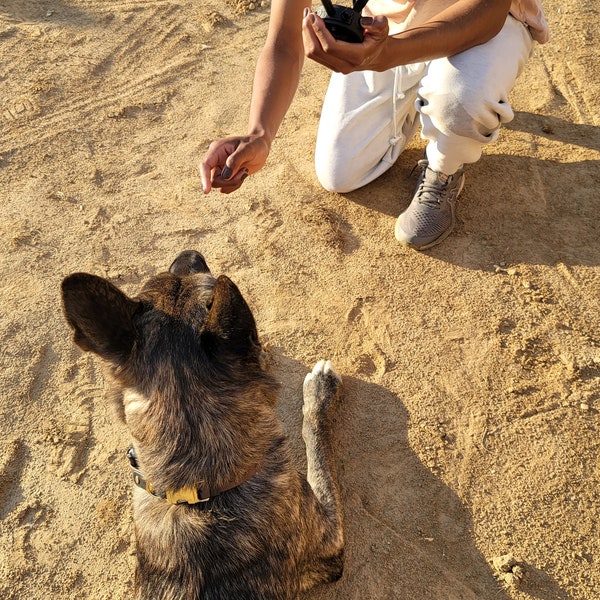 Custom Shock Collar Etsy