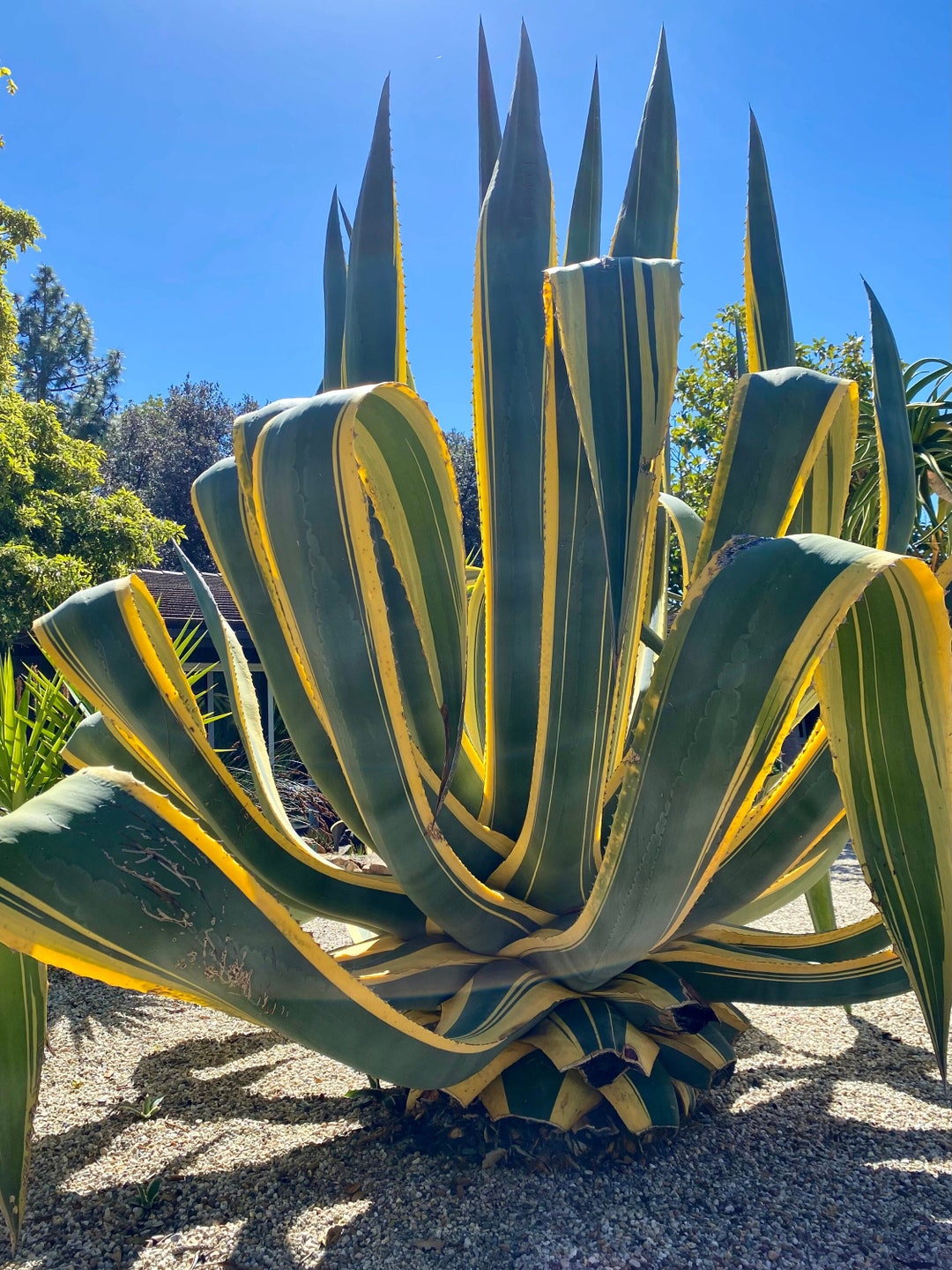 Agave Americana Var. Marginata, Century Plant, 5 Inches - Etsy