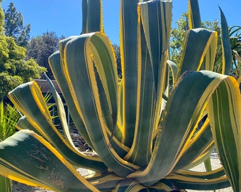 Agave Americana var. Marginata, Century Plant