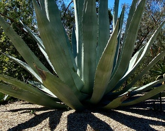 Blue Agave, Century Plant, Maguey