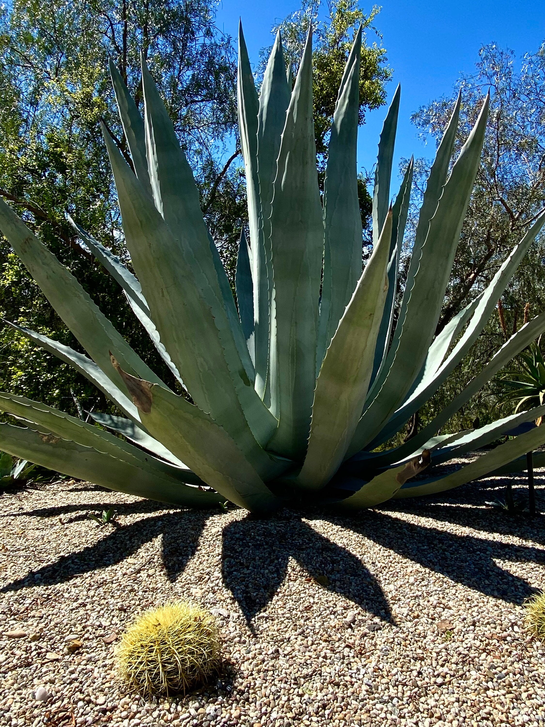 Blue Agave, Century Plant, Maguey, 5 inches
