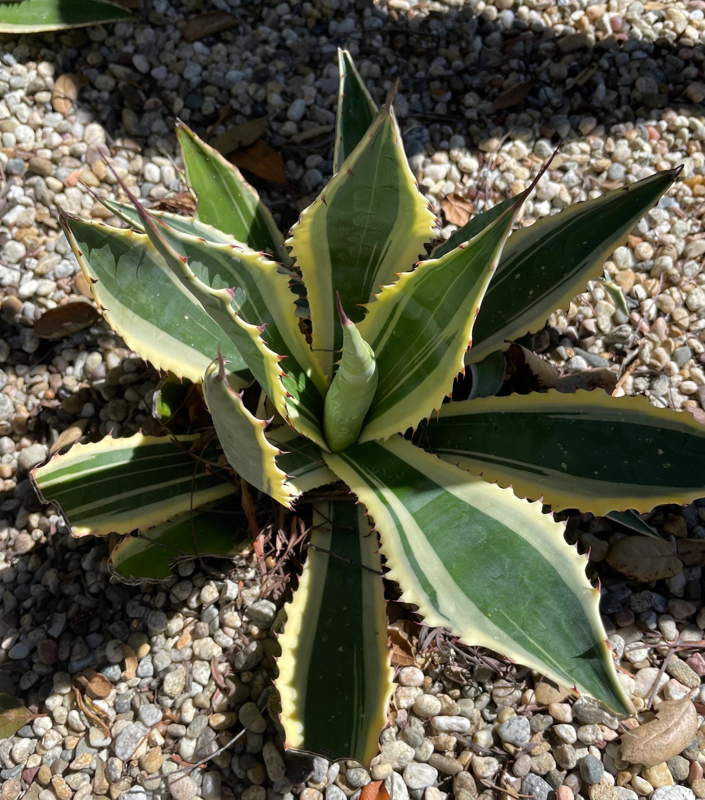 洋書 Agaves of Continental North America Agaves of continental North America : Gentry, Howard Scott