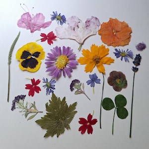 Maine Pressed Flowers for Craft Real Botanical Flat Flower for Resin Art DIY Scrapbooking Floral Wedding Invitation DIY Floral Embellishment