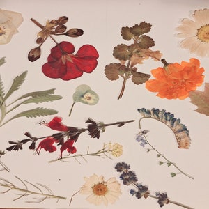 Maine dried and pressed flowers and plants for scrapbooking