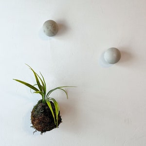 May include: A green plant with a round, brown base is hanging on a white wall. Two round, gray orbs are also attached to the wall.
