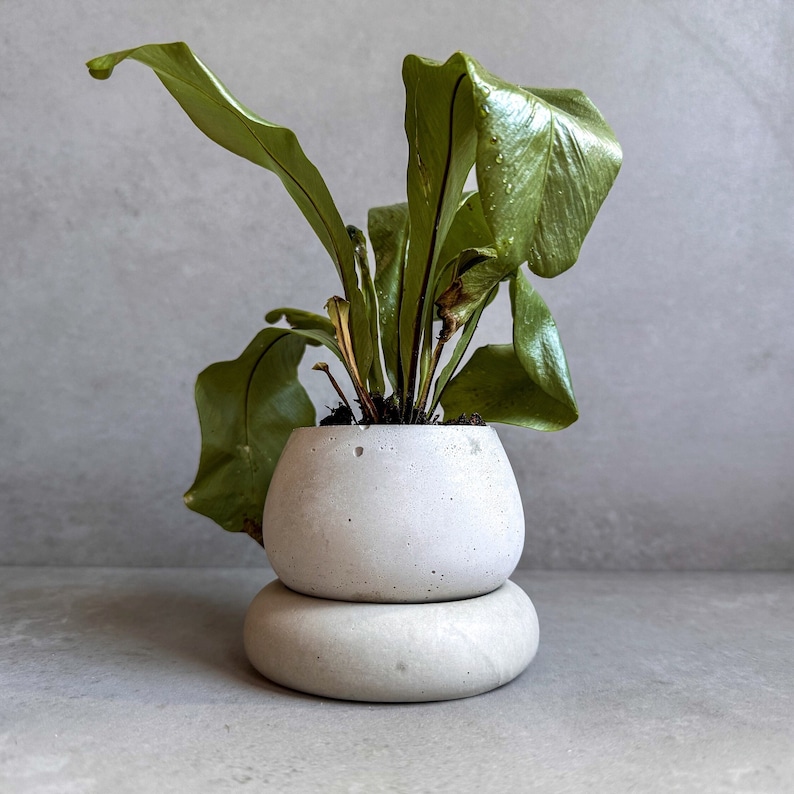 Small Concrete Planter with Drainage, Cute Plant Pot, Bubble Planter, Succulent Planter, Decorative Pot, Modern Pot, Nordic, Chubby Pot image 2