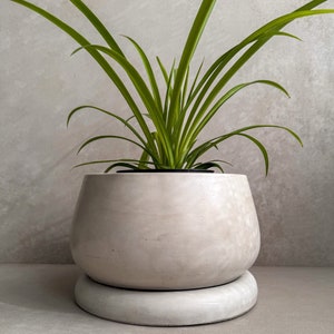 Puede incluir: Una maceta redonda de hormigón gris claro con un platillo a juego, que contiene una planta verde vibrante con hojas largas y delgadas. La maceta tiene un diseño liso y curvado, y las hojas de la planta se arquean con gracia.