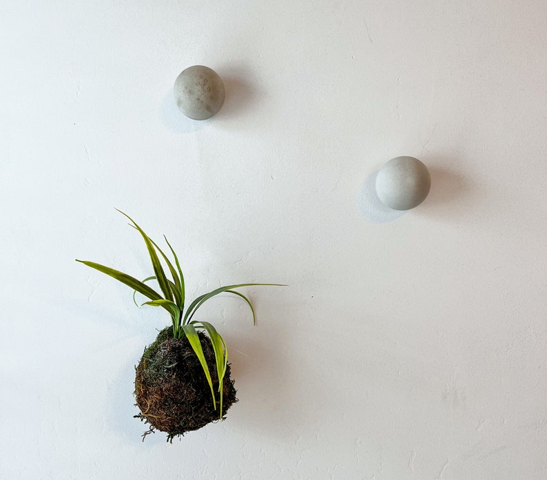 May include: A green plant with a round, brown base is hanging on a white wall. Two round, gray orbs are also attached to the wall.