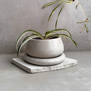 May include: A light grey ceramic planter with a white saucer, featuring a green spider plant with white stripes.