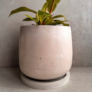 May include: A light grey concrete planter with a white saucer. The planter is filled with a green leafy plant.