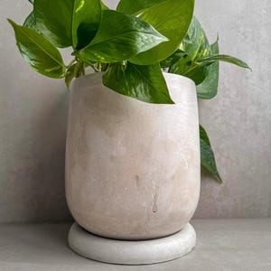 May include: A light beige concrete planter with a round base and a leafy green plant growing inside.