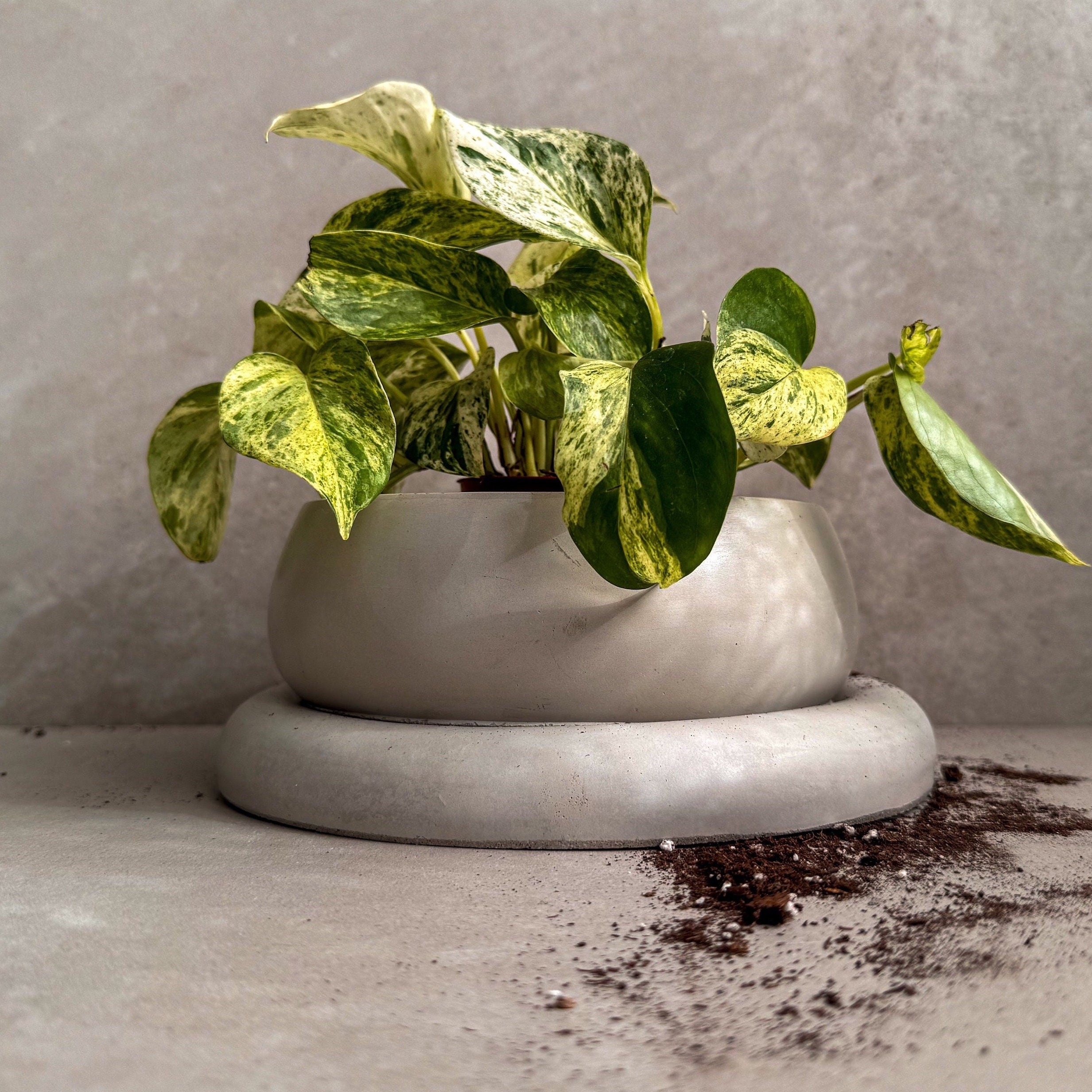 Wide Shallow Planter - Etsy